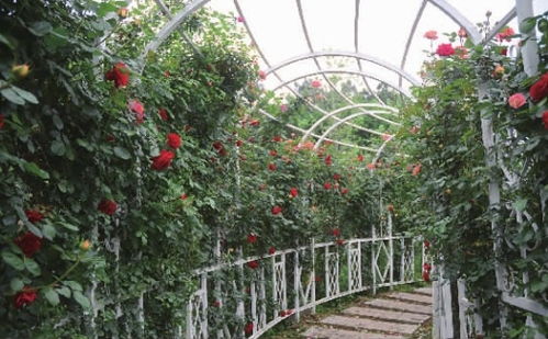 2萬株玫瑰競放,省植物園邀你赴 玫瑰之約
