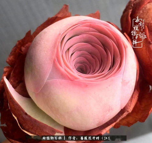 七夕的玫瑰之約 這個(gè)七夕,玫瑰陪你