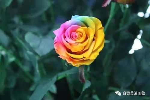9月25日,七彩玫瑰之約 我在自貢玫瑰海等你