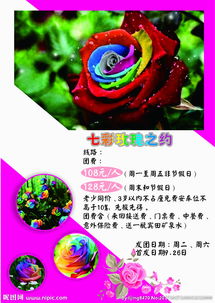 玫瑰之約圖片