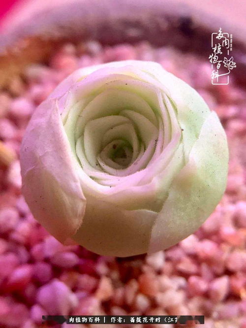七夕的玫瑰之約 這個(gè)七夕,玫瑰陪你
