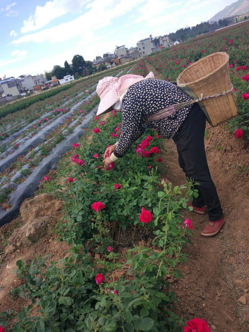 玫瑰之約 芬芳之旅 美景美食在八街