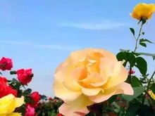 五一出游來這里吧,赴一場玫瑰花海之約