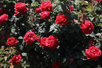 花期正旺,與安寧八街來一場玫瑰之約吧!