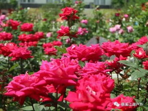 江湖天童寺北侖玫瑰園之約 5.7